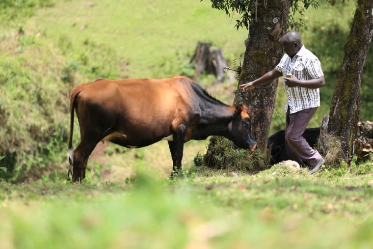 securité alimentaire kenya vache